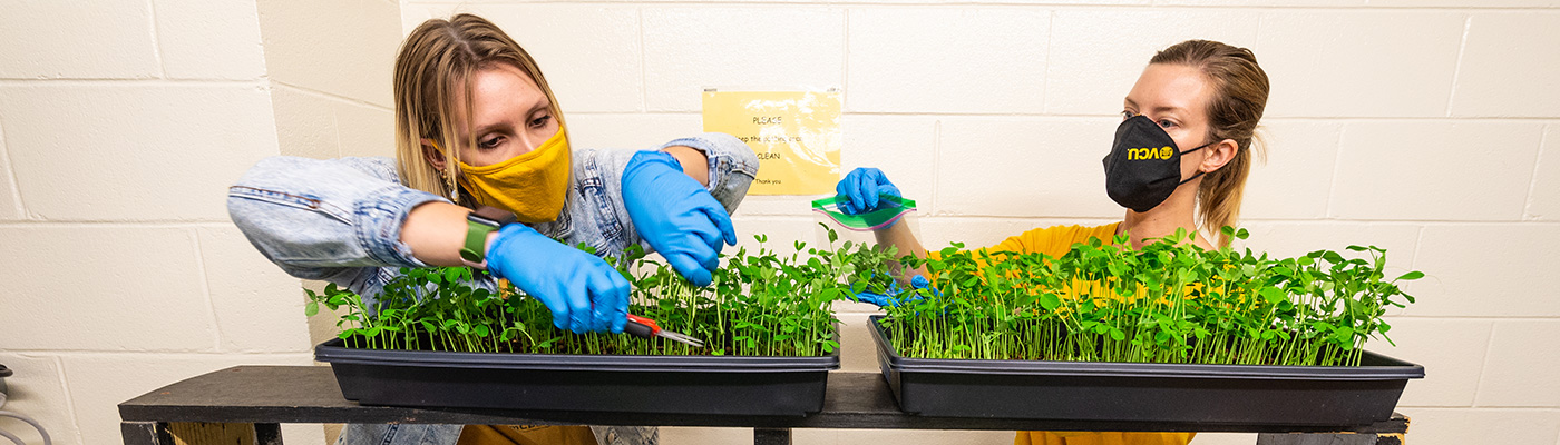 Students work on plants